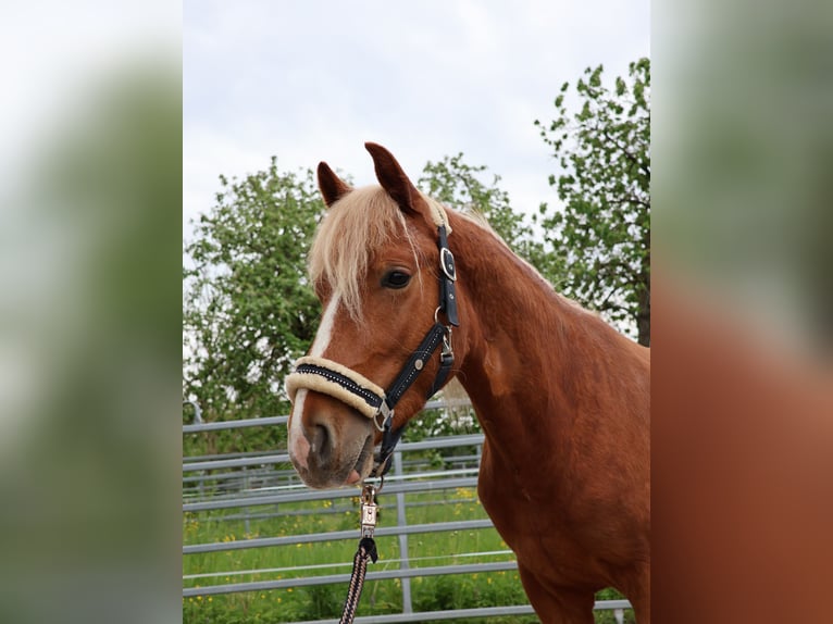Plus de poneys/petits chevaux Hongre 2 Ans 142 cm Alezan in Scheibenhardt