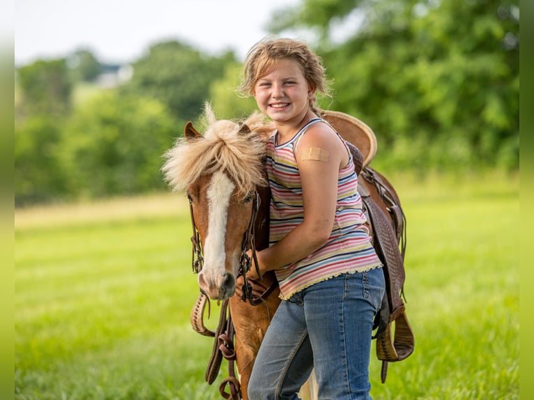 Plus de poneys/petits chevaux Hongre 3 Ans 102 cm Pinto in Ewing