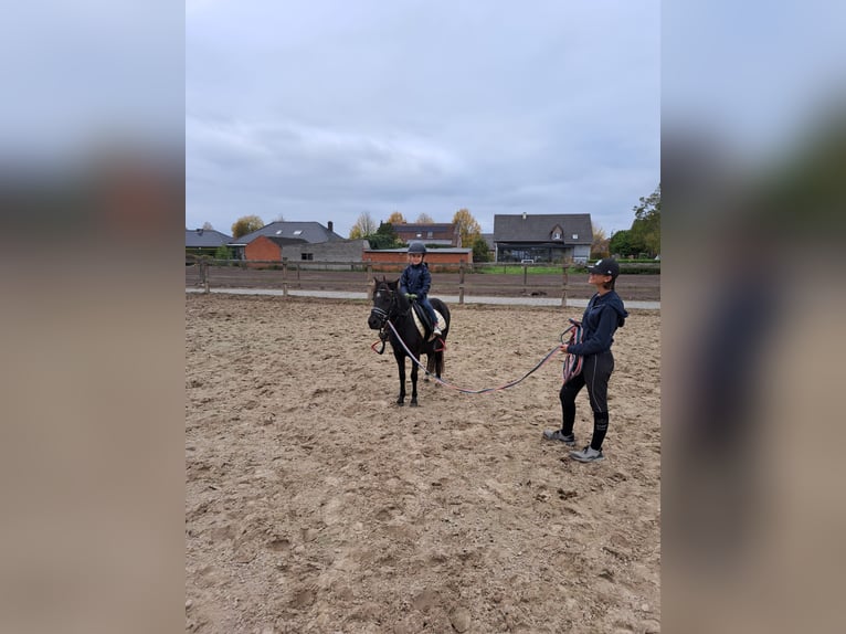 Plus de poneys/petits chevaux Hongre 3 Ans 120 cm Noir in Beerse