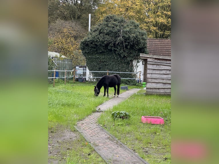 Plus de poneys/petits chevaux Hongre 3 Ans 120 cm Noir in Beerse