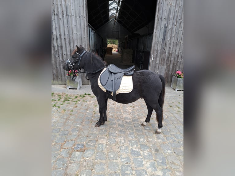 Plus de poneys/petits chevaux Hongre 3 Ans 120 cm Noir in Beerse
