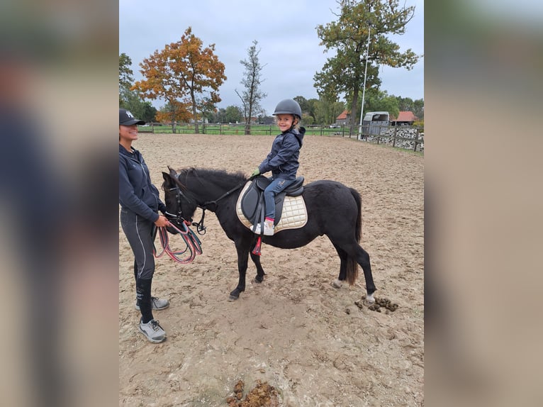 Plus de poneys/petits chevaux Hongre 3 Ans 120 cm Noir in Beerse