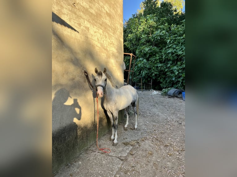 Plus de poneys/petits chevaux Hongre 3 Ans 125 cm Gris pommelé in Villanueva Del Rio Y Minas