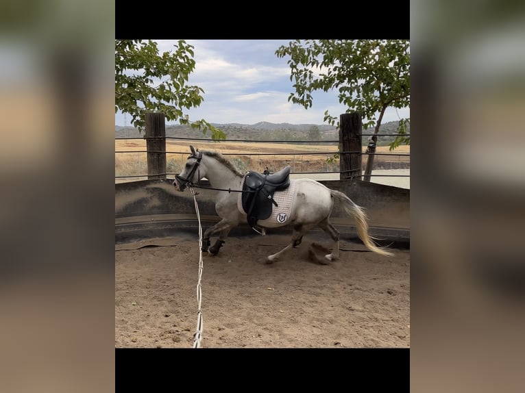 Plus de poneys/petits chevaux Hongre 3 Ans 125 cm Gris pommelé in Villanueva Del Rio Y Minas