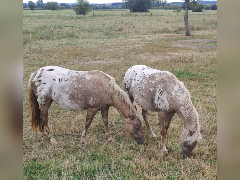Plus de poneys/petits chevaux Croisé Hongre 3 Ans 125 cm Léopard in Heuchelheim