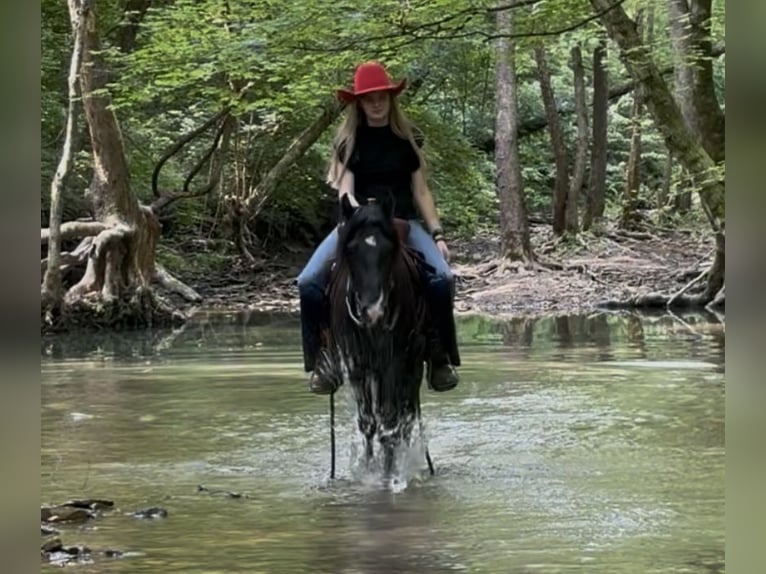 Plus de poneys/petits chevaux Hongre 3 Ans 132 cm Noir in Princeton, KY