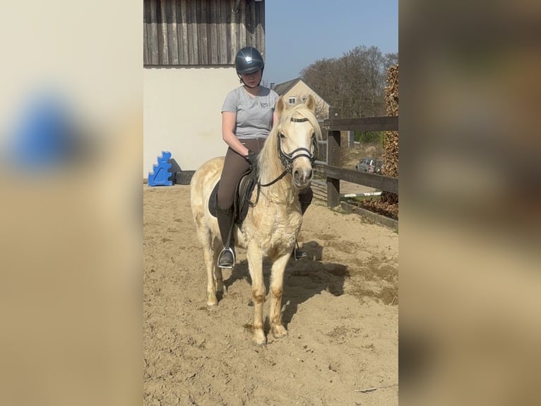 Plus de poneys/petits chevaux Hongre 3 Ans 135 cm Palomino in Daleiden