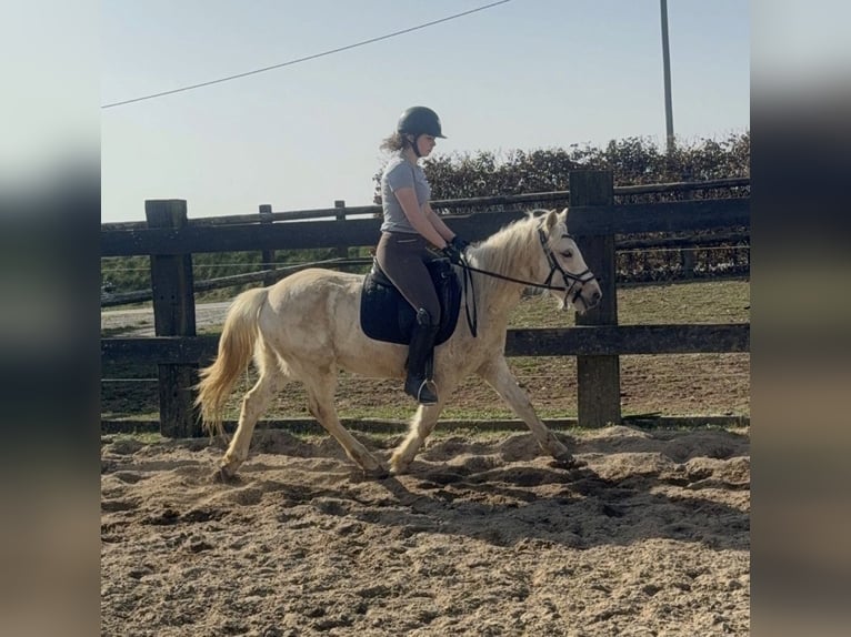 Plus de poneys/petits chevaux Hongre 3 Ans 135 cm Palomino in Daleiden