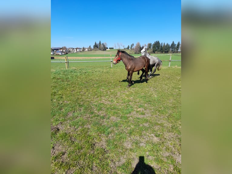 Plus de poneys/petits chevaux Hongre 3 Ans 137 cm Bai in Bad Saulgau