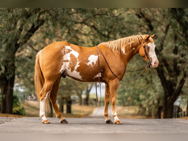 Plus de poneys/petits chevaux Hongre 3 Ans 137 cm Pinto in Lebanon