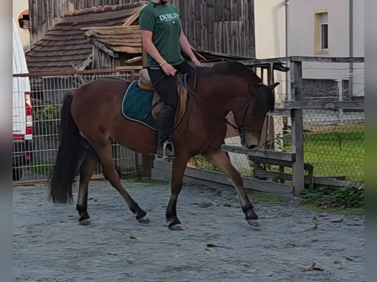 Plus de poneys/petits chevaux Croisé Hongre 3 Ans 140 cm Bai in Unterwart