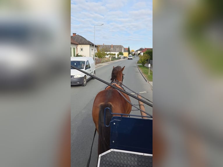 Plus de poneys/petits chevaux Croisé Hongre 3 Ans 140 cm Bai in Unterwart