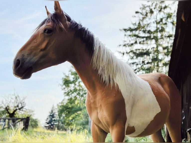 Plus de poneys/petits chevaux Croisé Hongre 3 Ans 140 cm  in Cottbus
