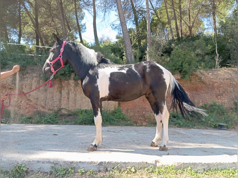 Plus de poneys/petits chevaux Hongre 3 Ans 144 cm Pinto in Terrassa