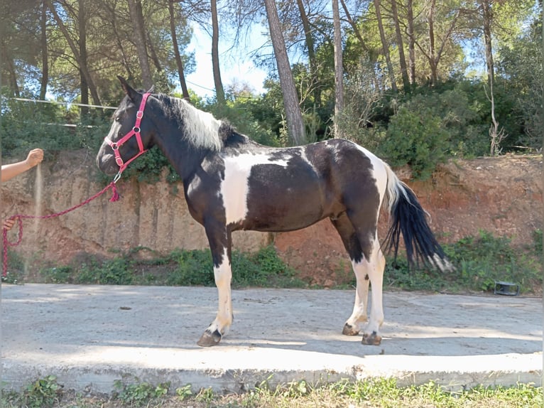 Plus de poneys/petits chevaux Hongre 3 Ans 144 cm Pinto in Terrassa