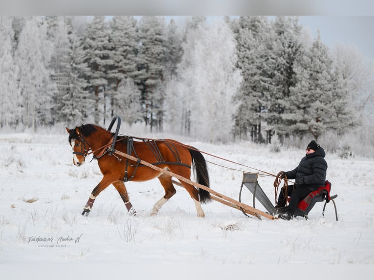 Plus de poneys/petits chevaux Hongre 3 Ans 145 cm Bai in Mäyry
