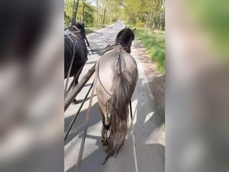 Plus de poneys/petits chevaux Hongre 3 Ans 145 cm Grullo in Daleiden