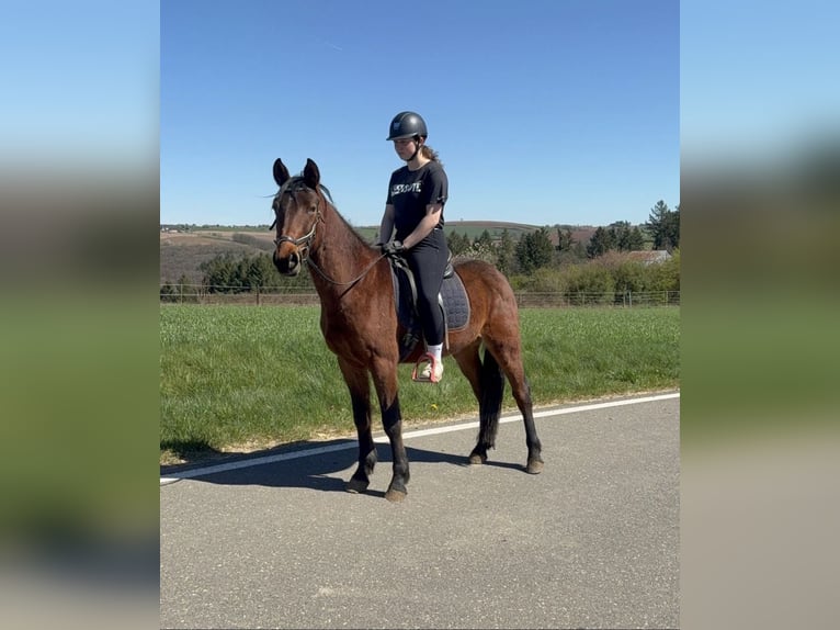 Plus de poneys/petits chevaux Hongre 3 Ans 148 cm  in Daleiden