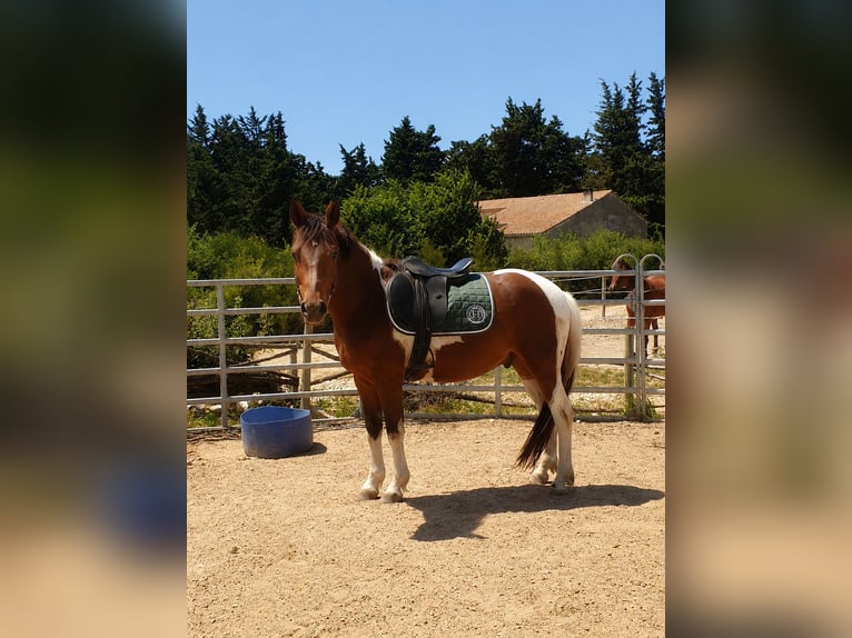Plus de poneys/petits chevaux Hongre 3 Ans 150 cm  in Caumont-sur-Durance