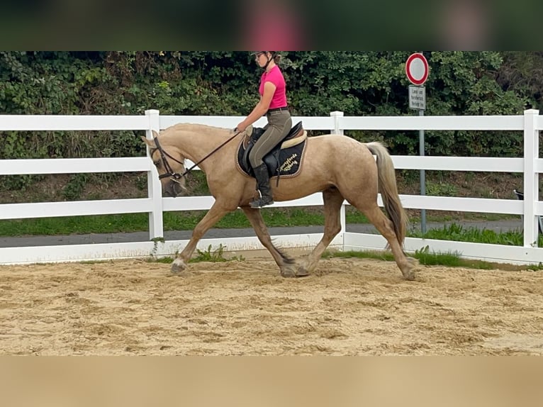 Plus de poneys/petits chevaux Hongre 3 Ans 155 cm Palomino in Morsbach