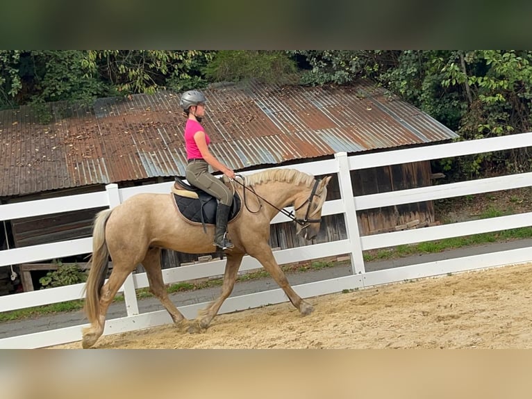 Plus de poneys/petits chevaux Hongre 3 Ans 155 cm Palomino in Morsbach