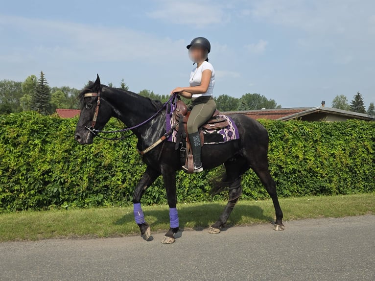 Plus de poneys/petits chevaux Hongre 3 Ans 156 cm Noir in Linkenbach