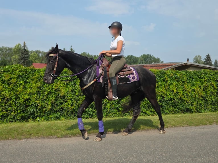 Plus de poneys/petits chevaux Hongre 3 Ans 156 cm Noir in Linkenbach