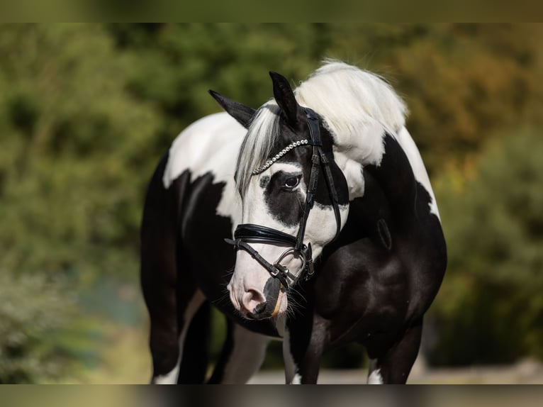 Plus de poneys/petits chevaux Hongre 3 Ans 158 cm Pinto in Windhagen