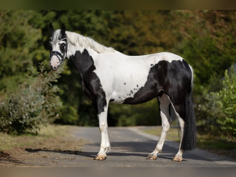 Plus de poneys/petits chevaux Hongre 3 Ans 158 cm Pinto in Windhagen