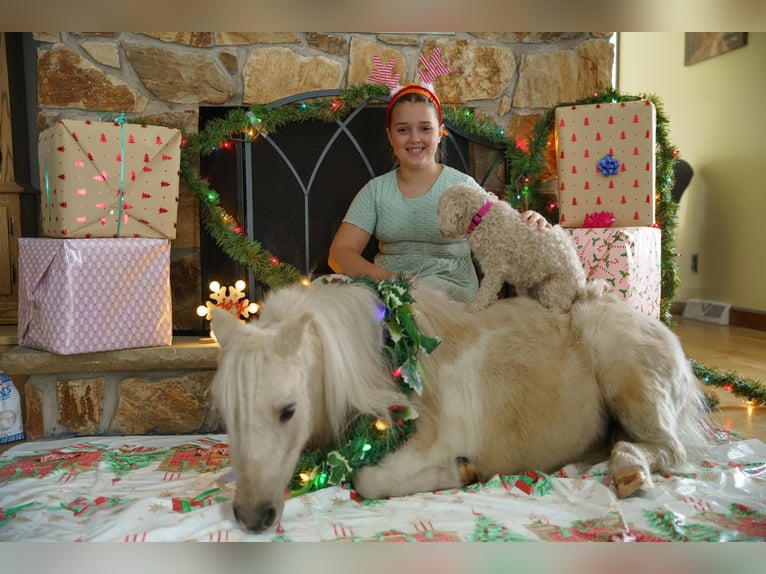 Plus de poneys/petits chevaux Hongre 3 Ans 94 cm Palomino in Bristolville