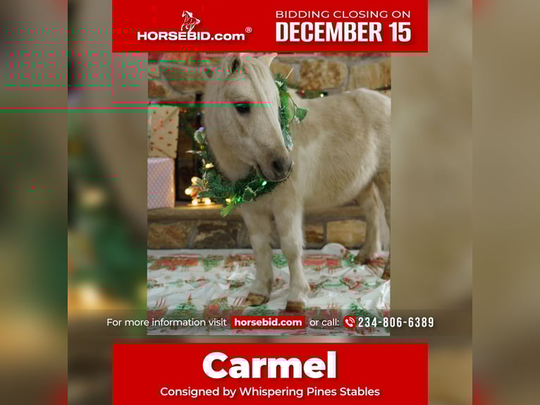 Plus de poneys/petits chevaux Hongre 3 Ans 94 cm Palomino in Bristolville