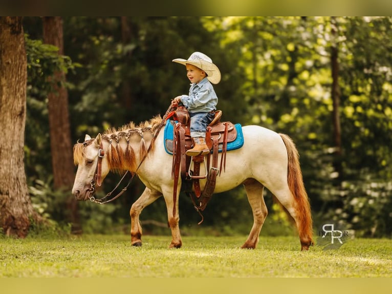 Plus de poneys/petits chevaux Hongre 4 Ans 102 cm Isabelle in Lyles