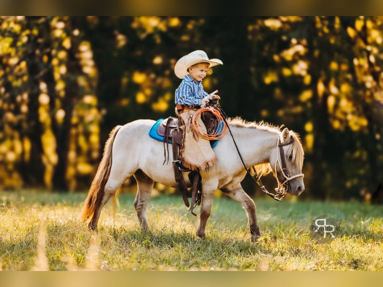 Plus de poneys/petits chevaux Hongre 4 Ans 102 cm Isabelle in Lyles