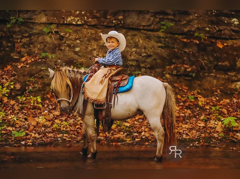 Plus de poneys/petits chevaux Hongre 4 Ans 102 cm Isabelle in Lyles