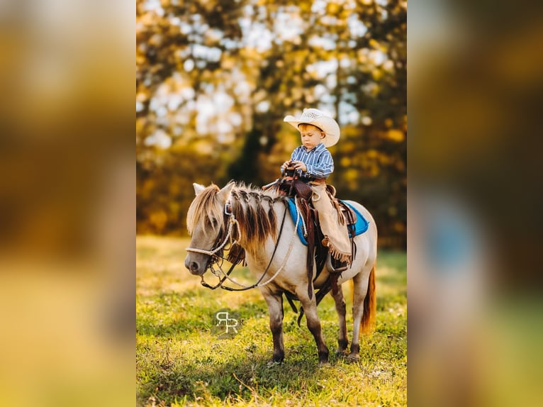 Plus de poneys/petits chevaux Hongre 4 Ans 102 cm Isabelle in Lyles