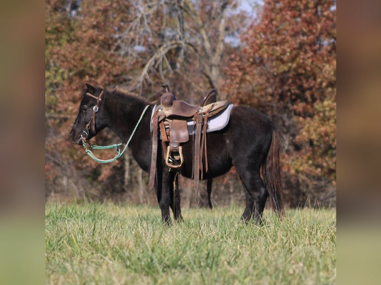 Plus de poneys/petits chevaux Hongre 4 Ans 102 cm Noir in Brownstown