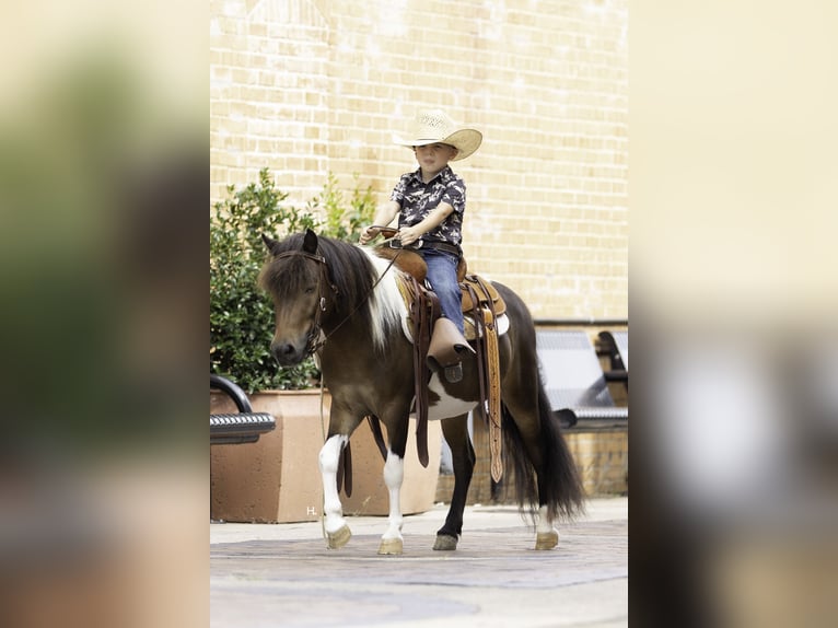 Plus de poneys/petits chevaux Hongre 4 Ans 102 cm Pinto in Weatherford
