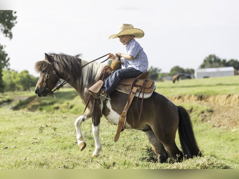 Plus de poneys/petits chevaux Hongre 4 Ans 102 cm Pinto in Weatherford