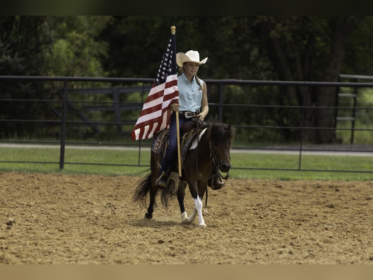 Plus de poneys/petits chevaux Hongre 4 Ans 102 cm Pinto in Weatherford