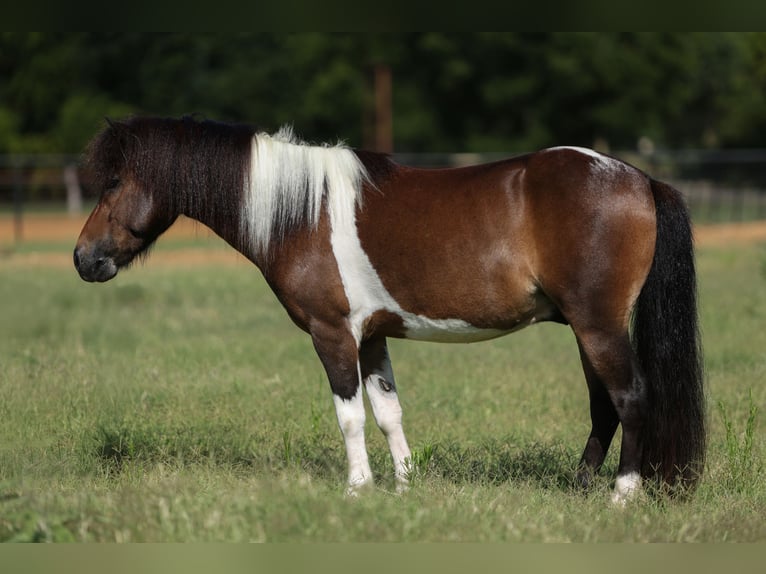 Plus de poneys/petits chevaux Hongre 4 Ans 102 cm Pinto in Weatherford