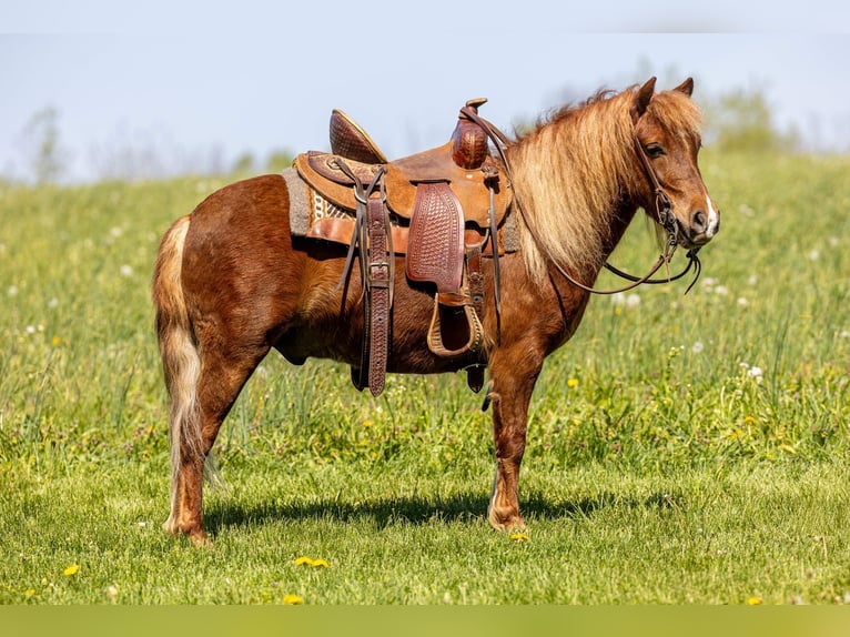 Plus de poneys/petits chevaux Hongre 4 Ans 104 cm Alezan cuivré in Ewing