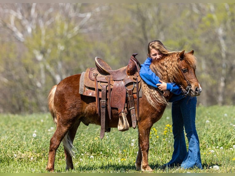 Plus de poneys/petits chevaux Hongre 4 Ans 104 cm Alezan cuivré in Ewing