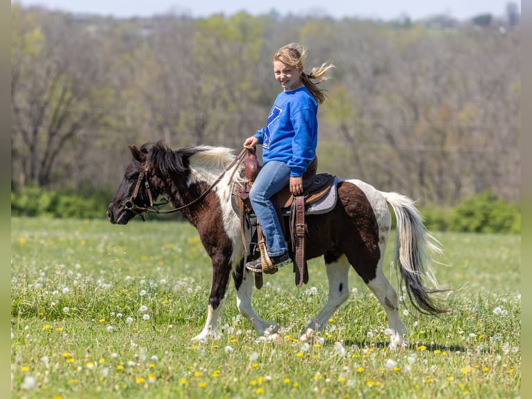 Plus de poneys/petits chevaux Hongre 4 Ans 107 cm Pinto in Ewing