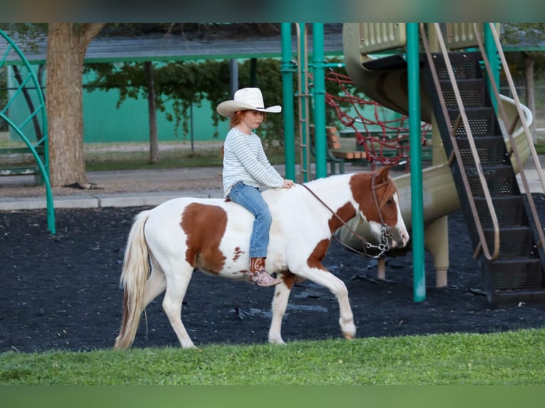 Plus de poneys/petits chevaux Hongre 4 Ans 107 cm Pinto in Edgewood