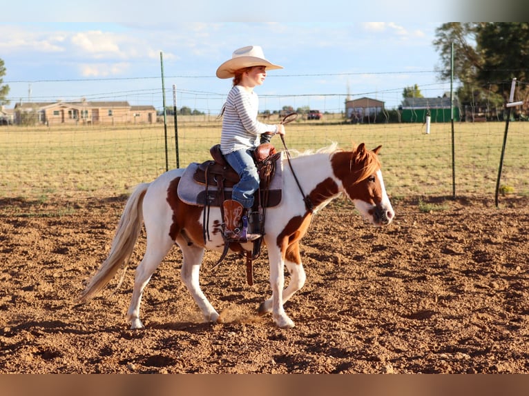 Plus de poneys/petits chevaux Hongre 4 Ans 107 cm Pinto in Edgewood