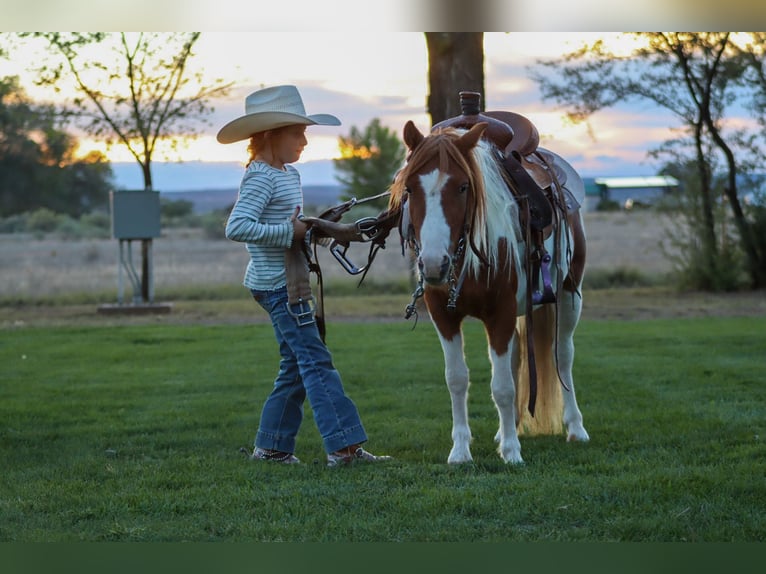 Plus de poneys/petits chevaux Hongre 4 Ans 107 cm Pinto in Edgewood