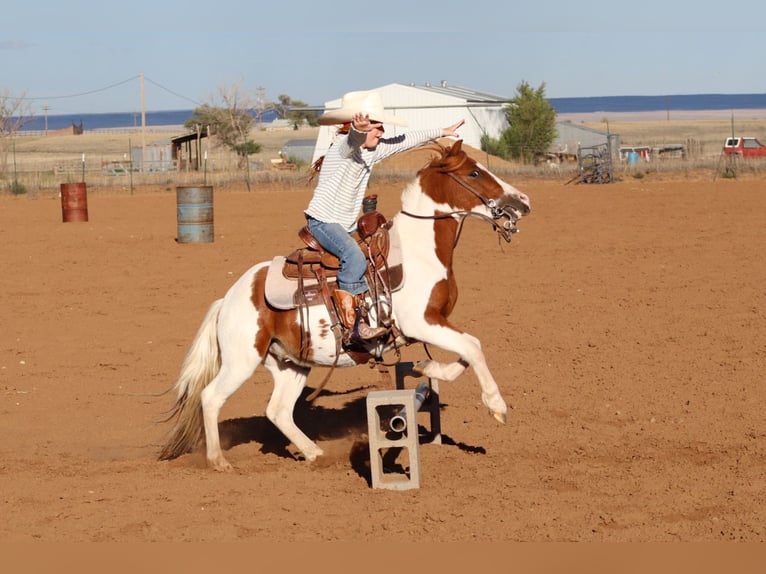 Plus de poneys/petits chevaux Hongre 4 Ans 107 cm Pinto in Edgewood