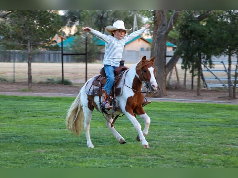 Plus de poneys/petits chevaux Hongre 4 Ans 107 cm Pinto in Edgewood