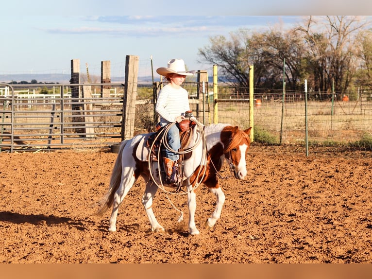 Plus de poneys/petits chevaux Hongre 4 Ans 107 cm Pinto in Edgewood