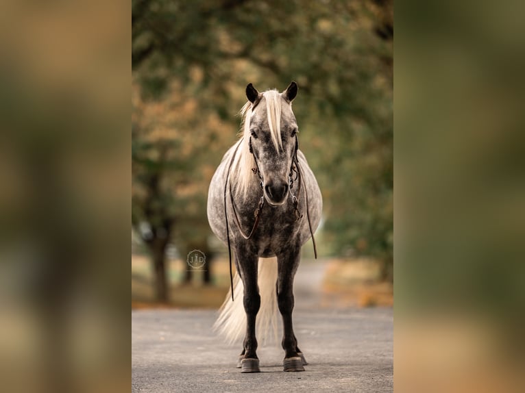 Plus de poneys/petits chevaux Hongre 4 Ans 112 cm Gris in Lebanon